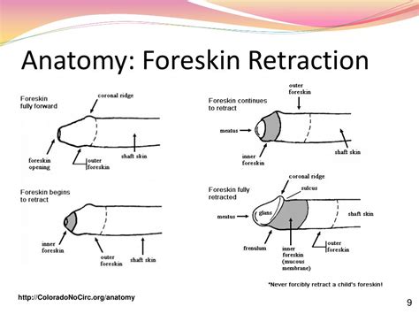 evolutionary purpose of foreskin